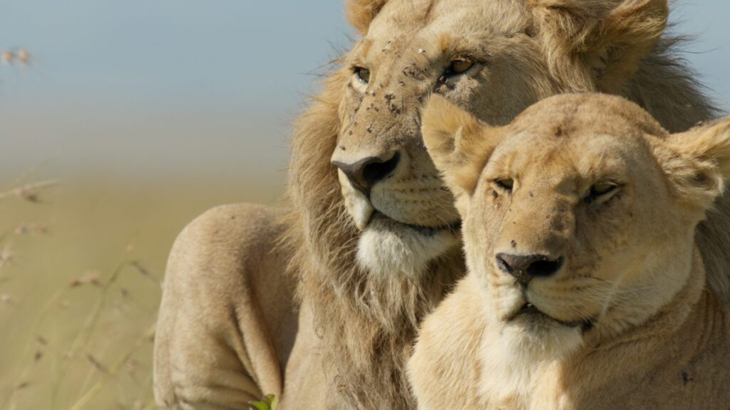 Ukingo monta guardia junto a una de las hembras de la manada. Créditos: National Geographic/Sophie Darlington.