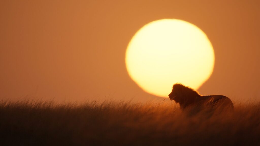 Un león macho permanece de pie en la pradera mientras el sol se pone a sus espaldas. Créditos: National Geographic/Sophie Darlington.