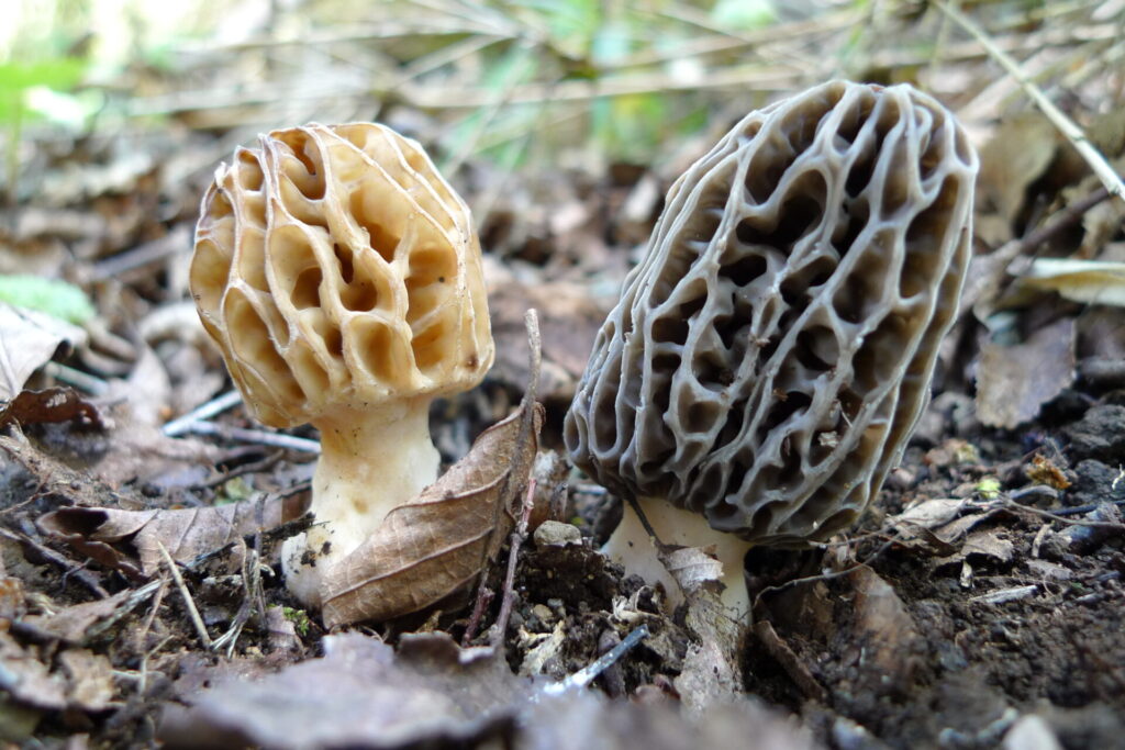 Morchella esculenta (la cafe) y Morchella conica (la gris). Créditos: ©Giuliana Furci / Fundación Fungi