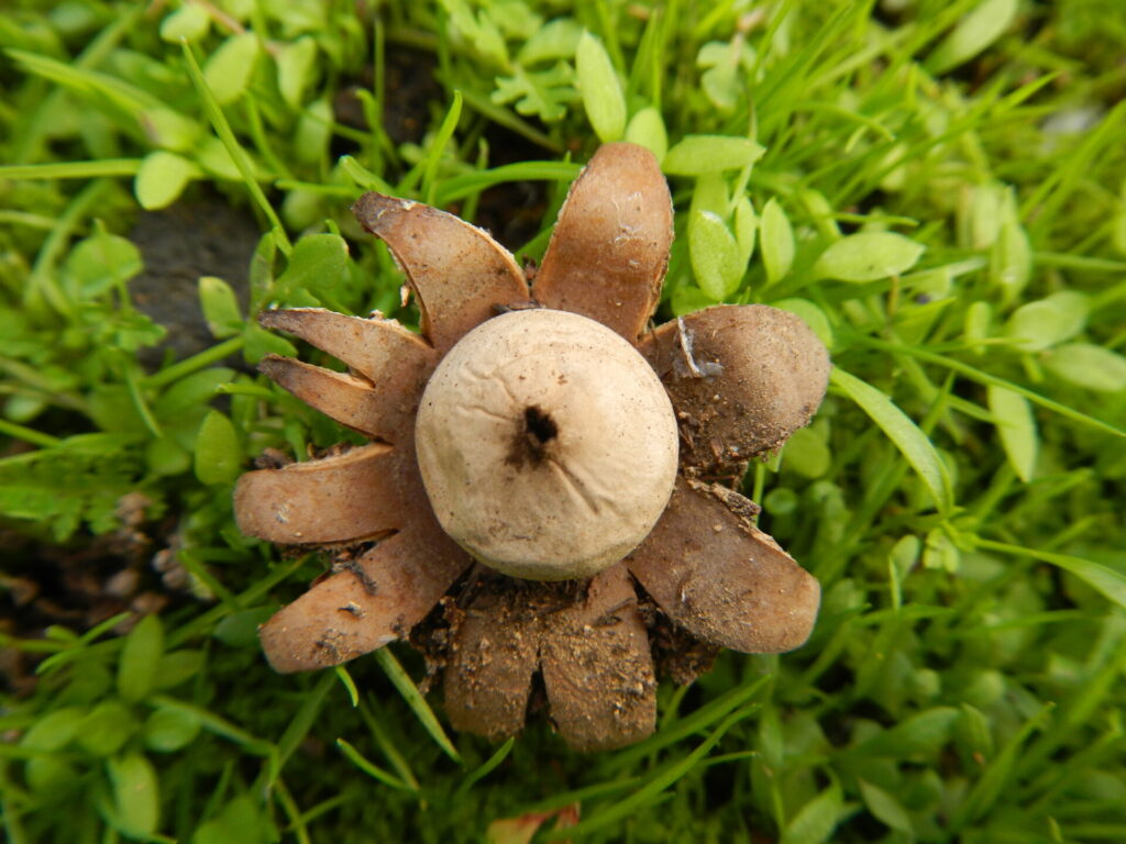 Geastrum floriforme. Créditos: ©Fundación Fungi