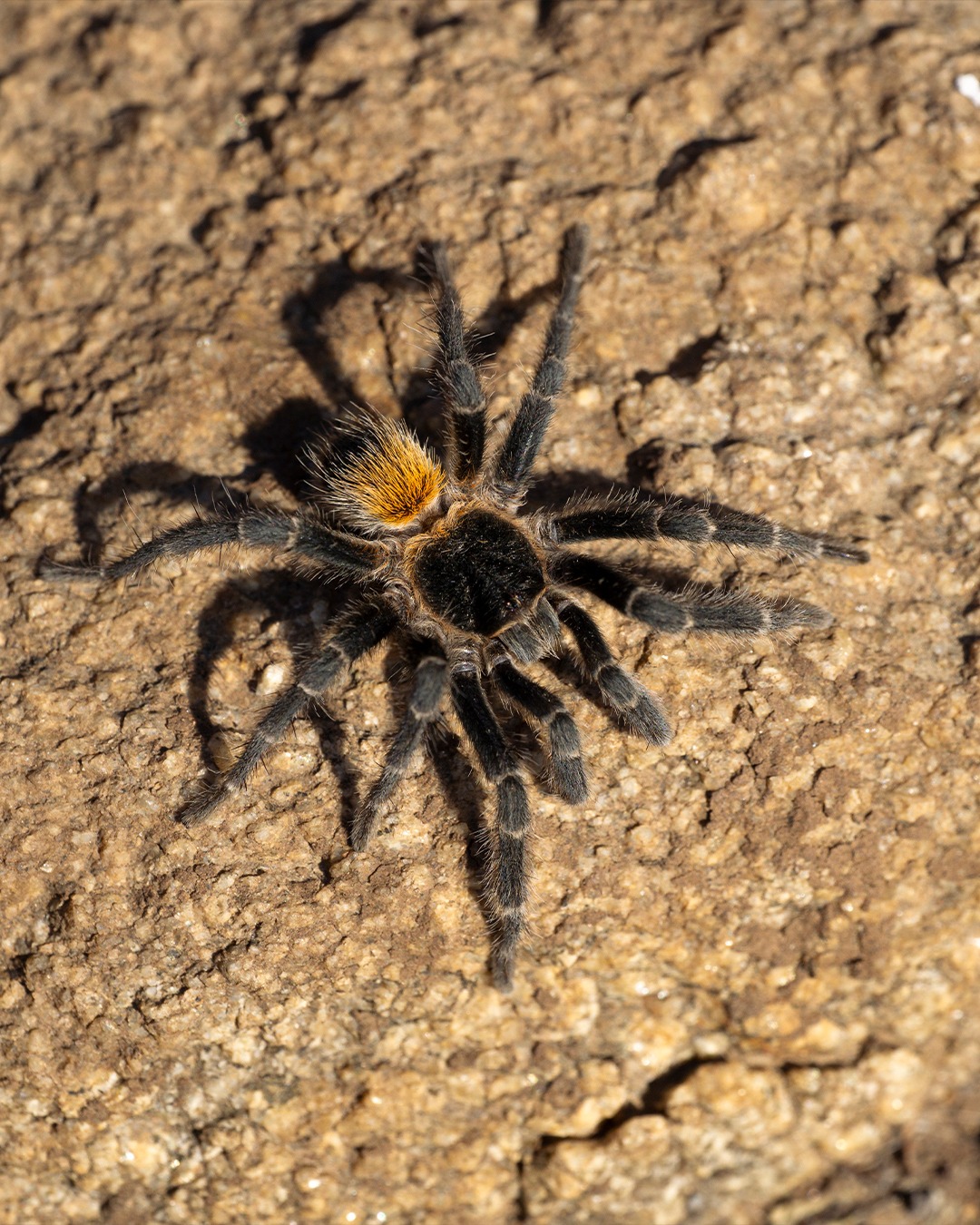 Nombrada en honor al niño que la encontró: describen nueva especie de tarántula endémica en la Región de Valparaíso