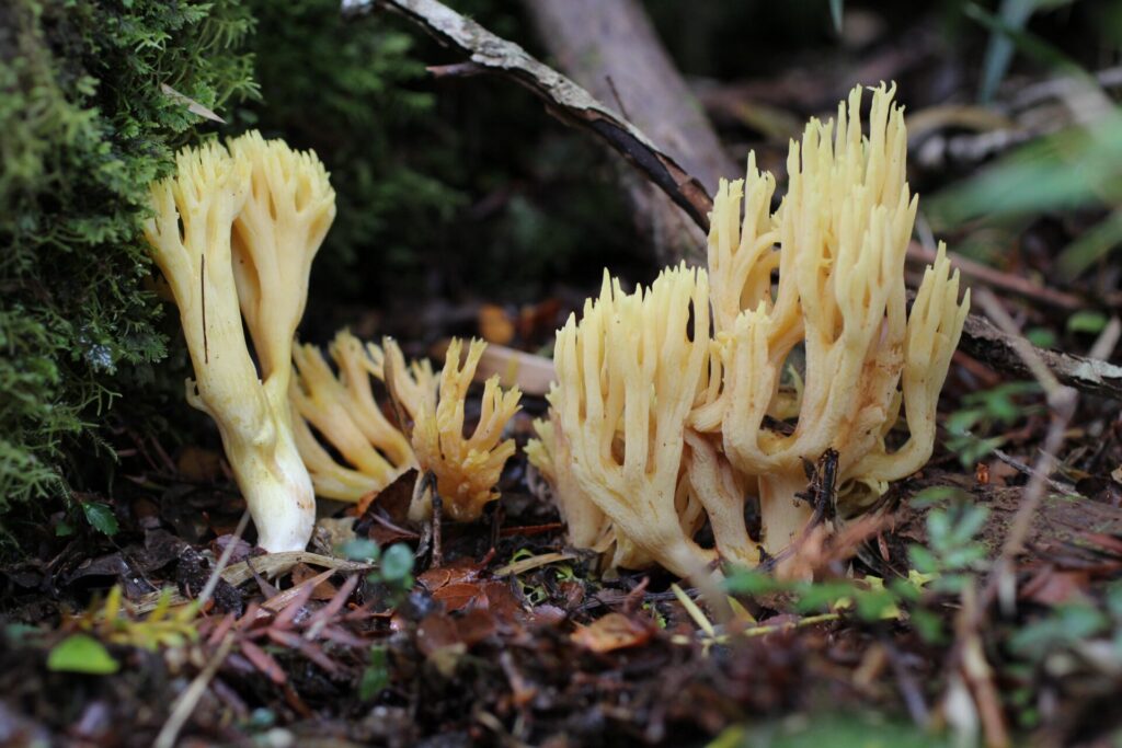 Ramaria flava. Créditos: ©Fundación Fungi