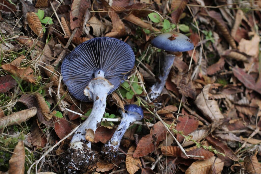 Stephanopus azureus. Créditos: ©Fundación Fungi