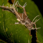 Grillo con hongo parásito Cordyceps. Créditos: Eduardo Donoso. Director Fundación Bio Insumos Nativa.