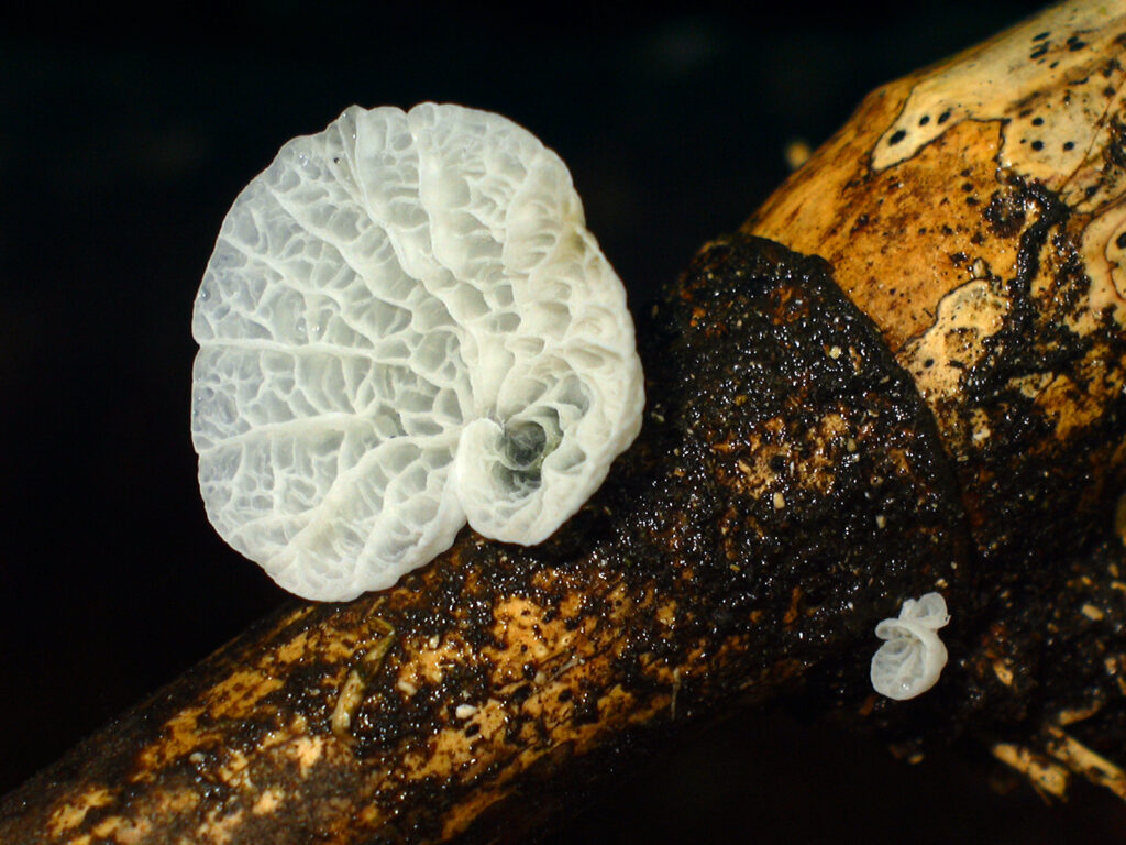 Tetrapyrgos alba. Créditos: ©Fundación Fungi