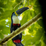 Tucán de pico acanalado (Ramphastos vitellinus). Créditos: Eduardo Donoso. Director Fundación Bio Insumos Nativa.