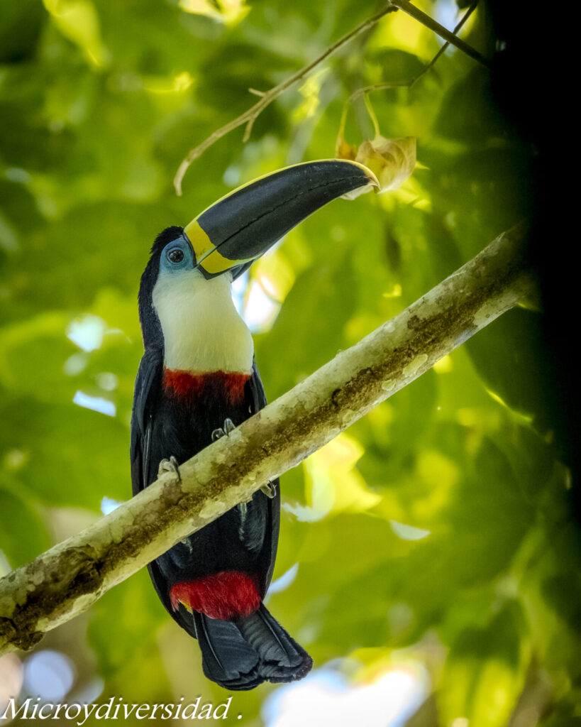 Tucán de pico acanalado (Ramphastos vitellinus). Créditos: Eduardo Donoso. Director Fundación Bio Insumos Nativa.