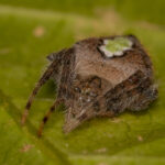 Araña orbitela. Créditos: Eduardo Donoso. Director Fundación Bio Insumos Nativa.