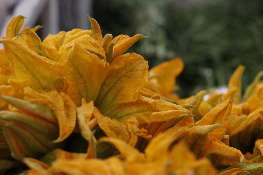 Flor de calabaza. Créditos: Ehécatl Cabrera