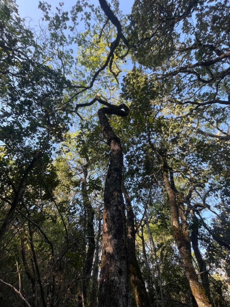 Bosques intactos Créditos: Sebastián Landeros