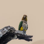 Loro cabeza parda. Créditos: Eduardo Donoso. Director Fundación Bio Insumos Nativa.