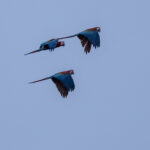 Guacamayos en vuelo. Atrapamoscas real. Créditos: Eduardo Donoso. Director Fundación Bio Insumos Nativa.