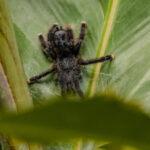 Tarántula. Créditos: Eduardo Donoso. Director Fundación Bio Insumos Nativa.