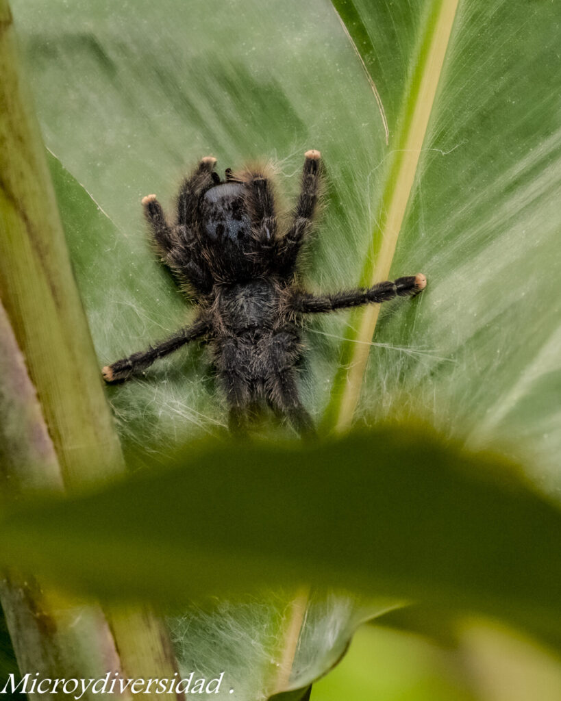 Tarántula. Créditos: Eduardo Donoso. Director Fundación Bio Insumos Nativa.