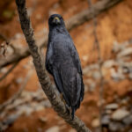 Gavilán Negro (Buteogallus urubitinga). Créditos: Eduardo Donoso. Director Fundación Bio Insumos Nativa.