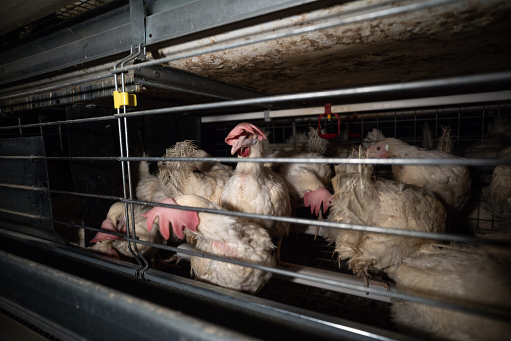 Créditos: Abigail Messier. Open Wing Alliance / We Animals.
