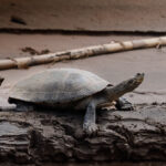 Tortuga de río. Créditos: Eduardo Donoso. Director Fundación Bio Insumos Nativa.