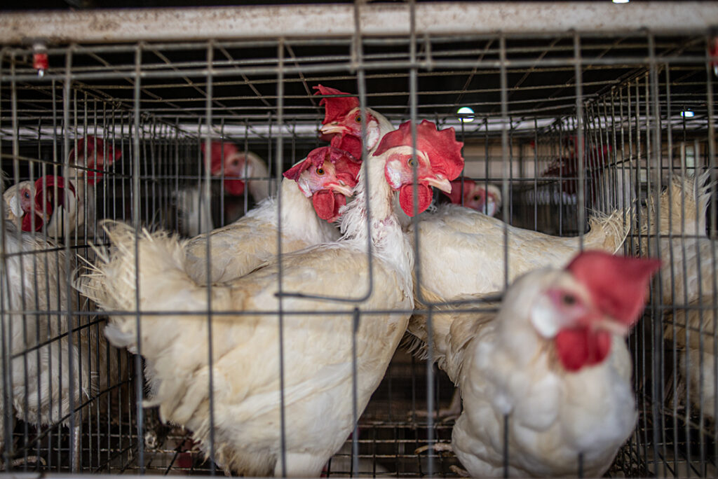 Créditos: Shatabdi Chakrabarti. Open Wing Alliance / We Animals.