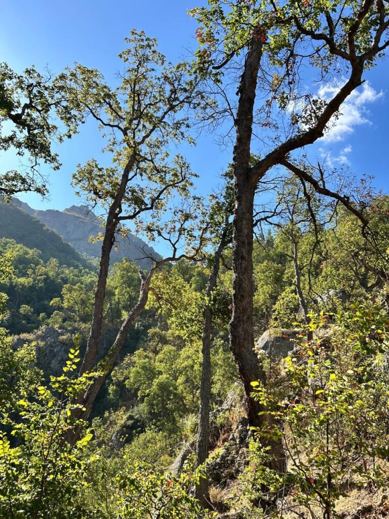 Bosques intactos Créditos: Sebastián Landeros