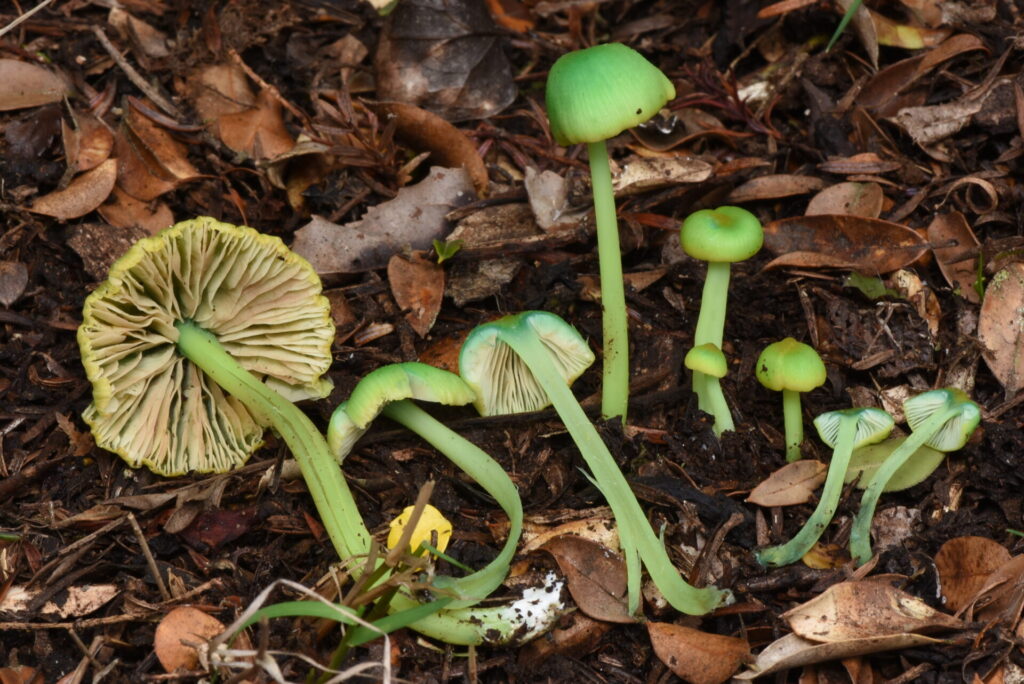Entoloma necopinatum. Créditos: ©Fundación Fungi
