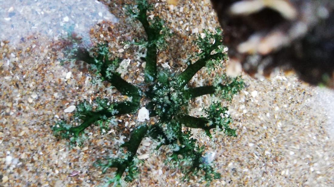 Dos especies de pepinos de mar de Chile y Perú entran a la Lista Roja como En Peligro Crítico