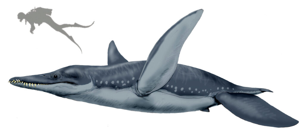Escala de tamaño entre un ser humano y un pliosaurio. Imagen referencial. Créditos: A. C. Tatarinov, Wikimedia Commons