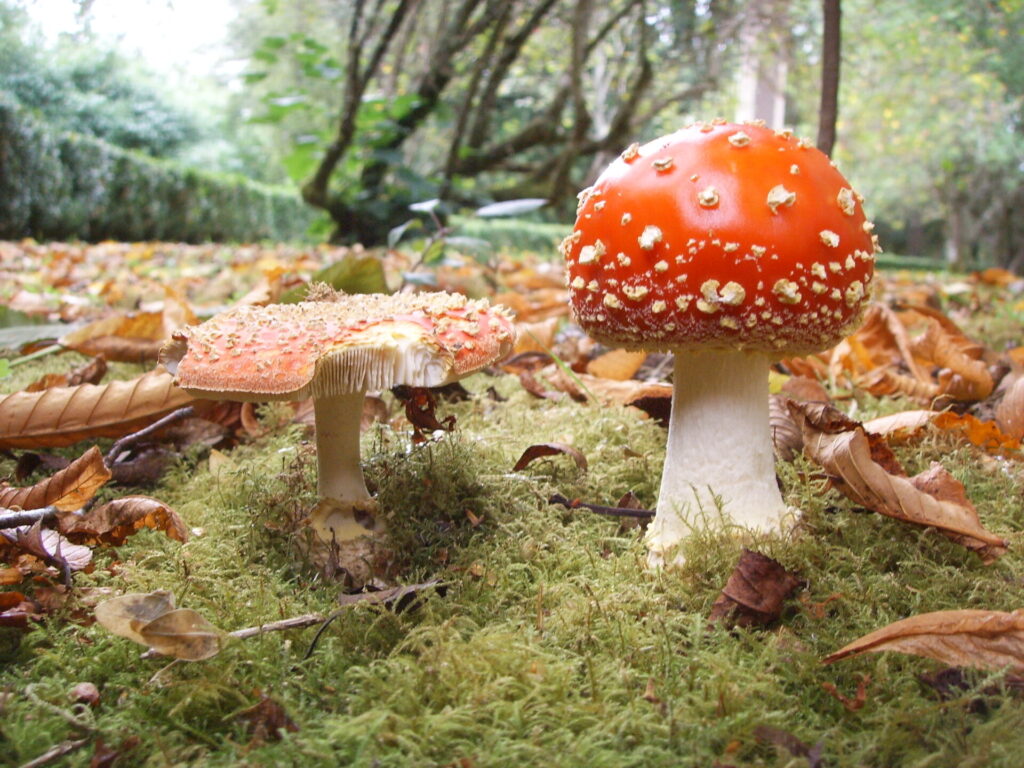 Amanita muscaria. Créditos: ©Giuliana Furci / Fundación Fungi