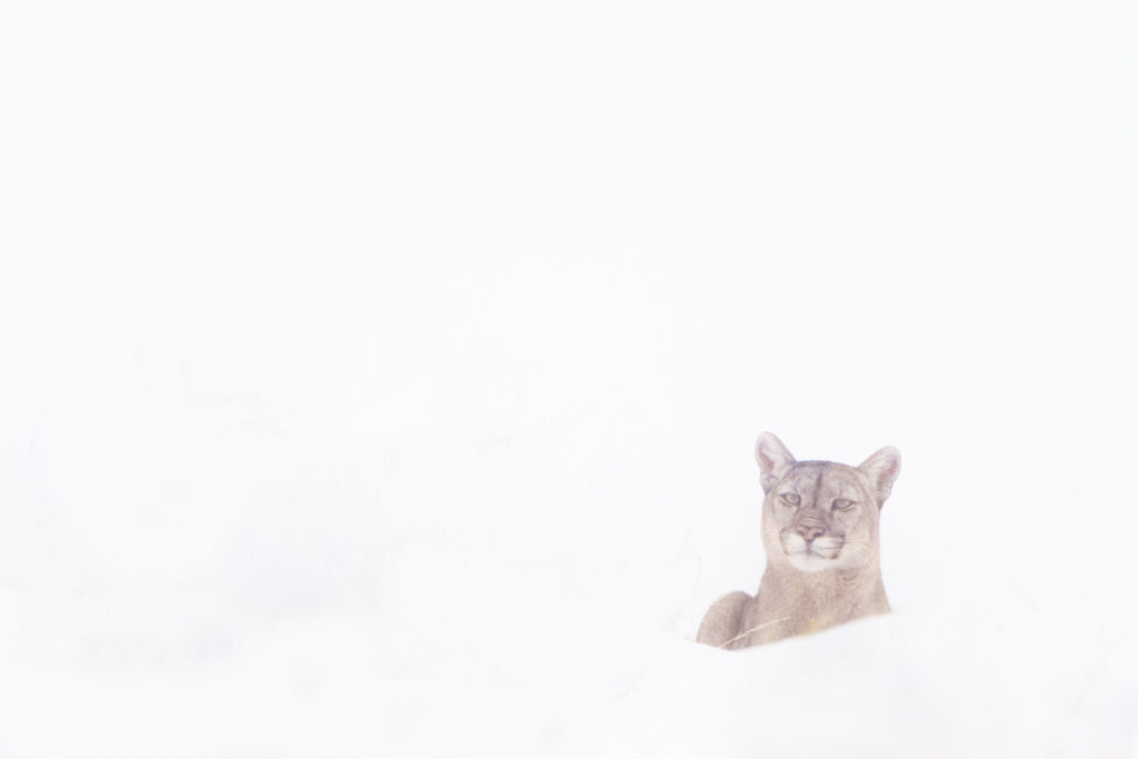 Puma (Puma concolor). Región de Magallanes y de la Antártica Chilena, Patagonia chilena. Créditos: ©Cristina Harboe.