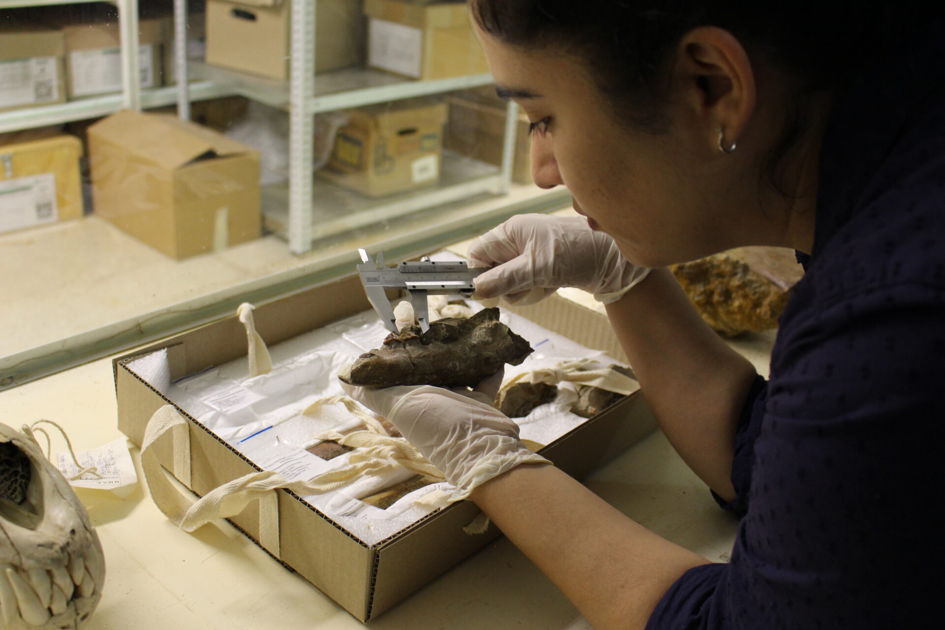 Mujeres en la paleontología chilena: estudio revela brechas actuales e invisibilización de las pioneras