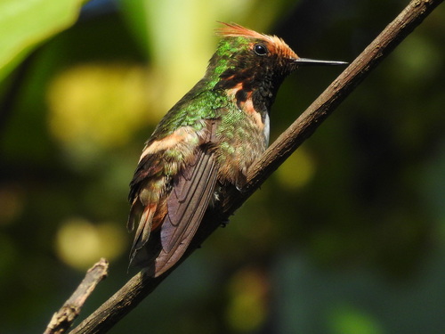 La coqueta de Atoyac (Lophornis brachylophus) es una especie de colibrí extremadamente pequeño que habita únicamente en la sierra de Atoyac, en el estado de Guerrero, México. Créditos: Andre Sebastian
