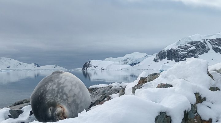 Antártico del atlántico sudoccidental e islas adyacentes Créditos: Germas García