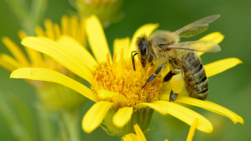 Apis Mellifera. Créditos: Ivar Leidus / Wikimedia Commons
