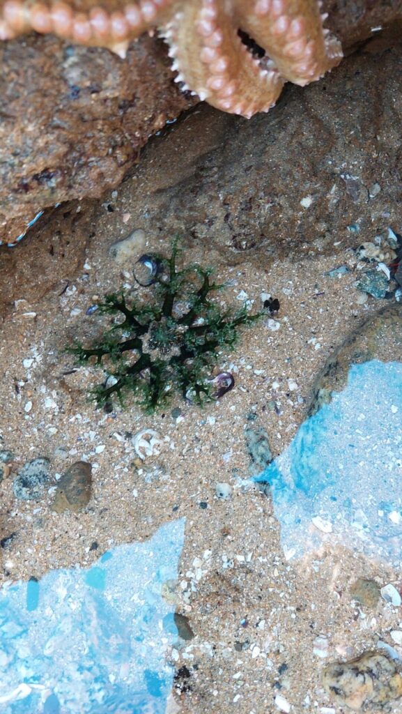 Athyonidium chilensis. Credítos: Lucas Illanes-Spoerer, vía Wikimedia.