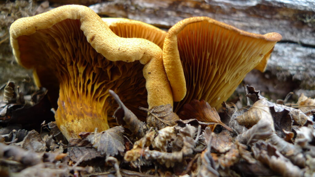 Austropaxillus statuum. Créditos: ©Giuliana Furci / Fundación Fungi