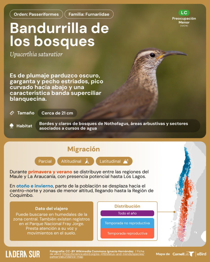 Bandurrita de los bosques (Upucerthia saturatior). Créditos de la fotografía (CC-BY-SA): Ignacio Hernández, vía Wikipedia.