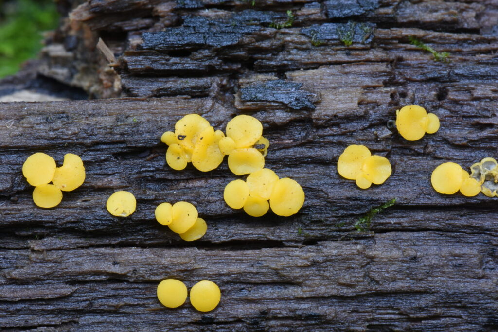 Bisporella citrinum. Créditos: ©Giuliana Furci / Fundación Fungi