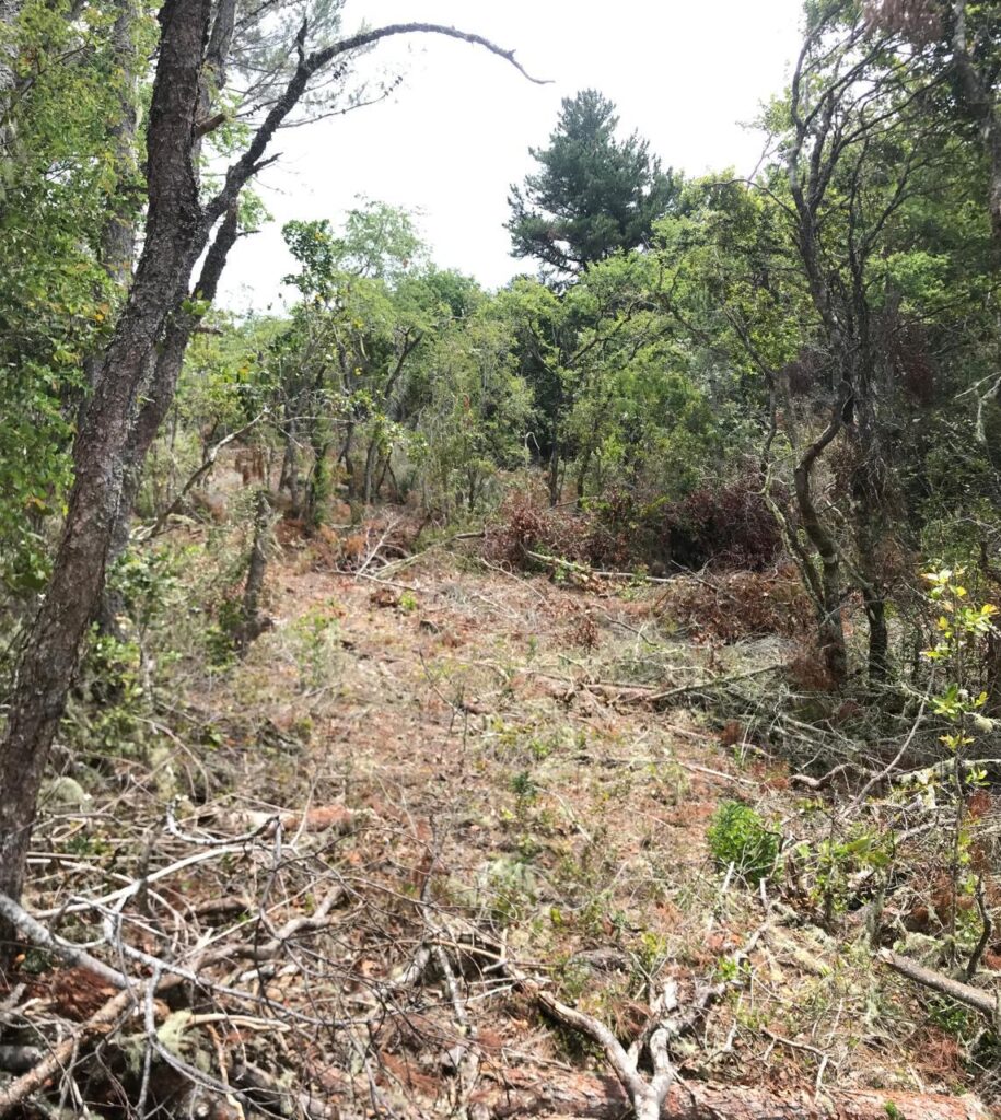 Bosque Costa de Maule Créditos: Sebastián Landeros