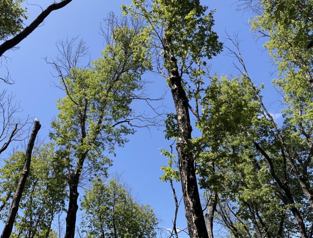 Bosques Créditos: Sebastián Landeros