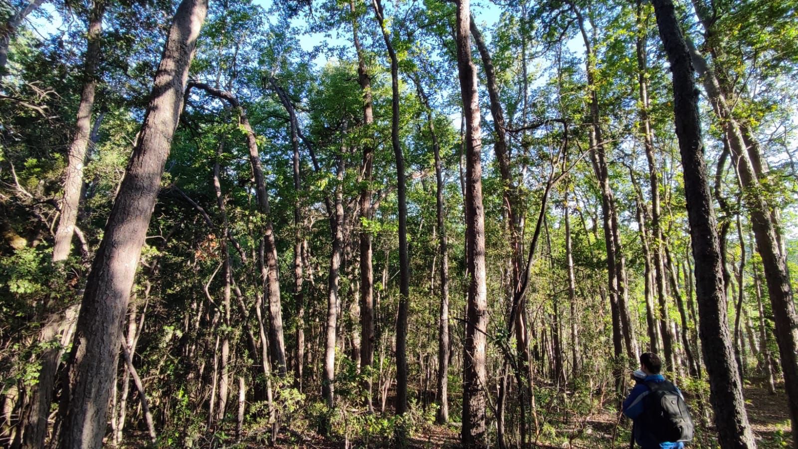 Con satélites detectan los bosques intactos en Chile central