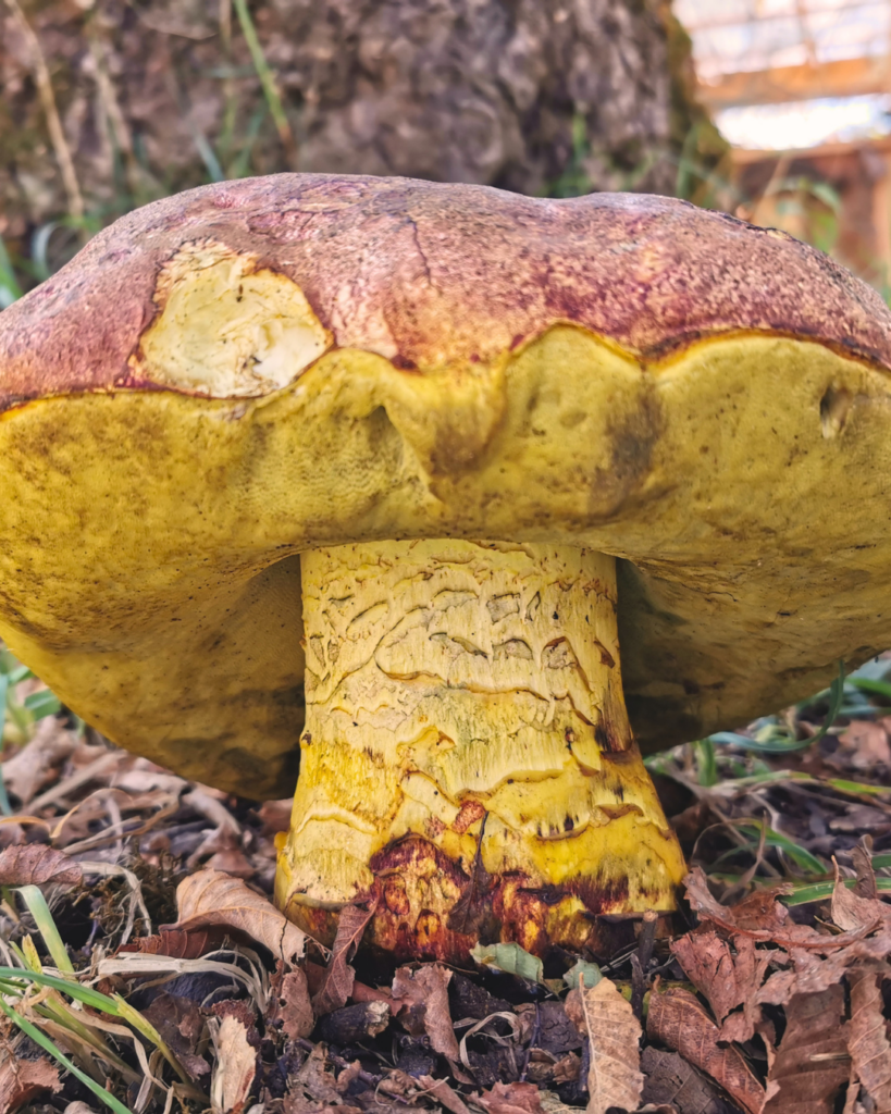 Butyriboletus loyo. Créditos: Giuliana Furci