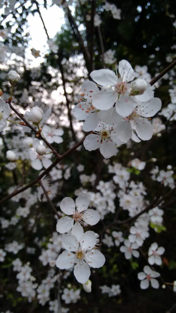 Almendro (Prunus dulcis). Créditos: © Cristian Risco