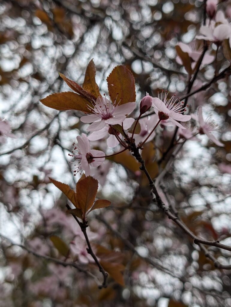 Ciruelo (Prunus domestica). Créditos: © Cristian Risco