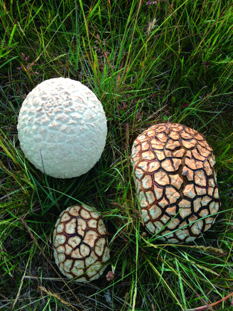 Calvatia utriformis. Créditos: ©Giuliana Furci / Fundación Fungi