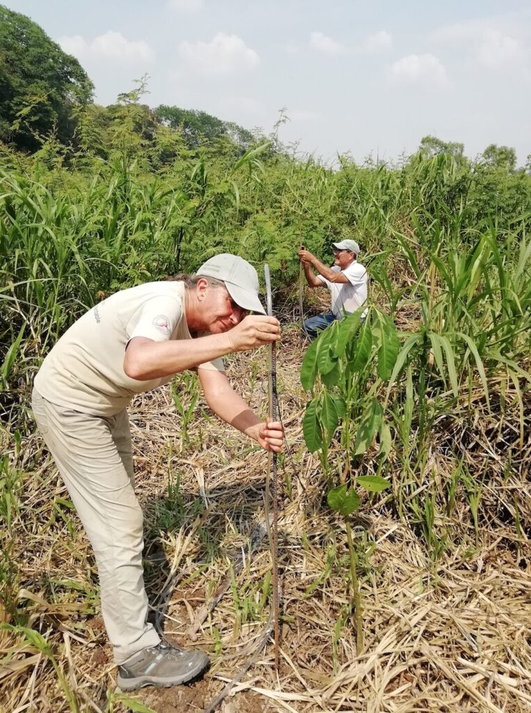 La investigadora realizando restauración y trabajo de campo. Cortesía: Julia Carabias