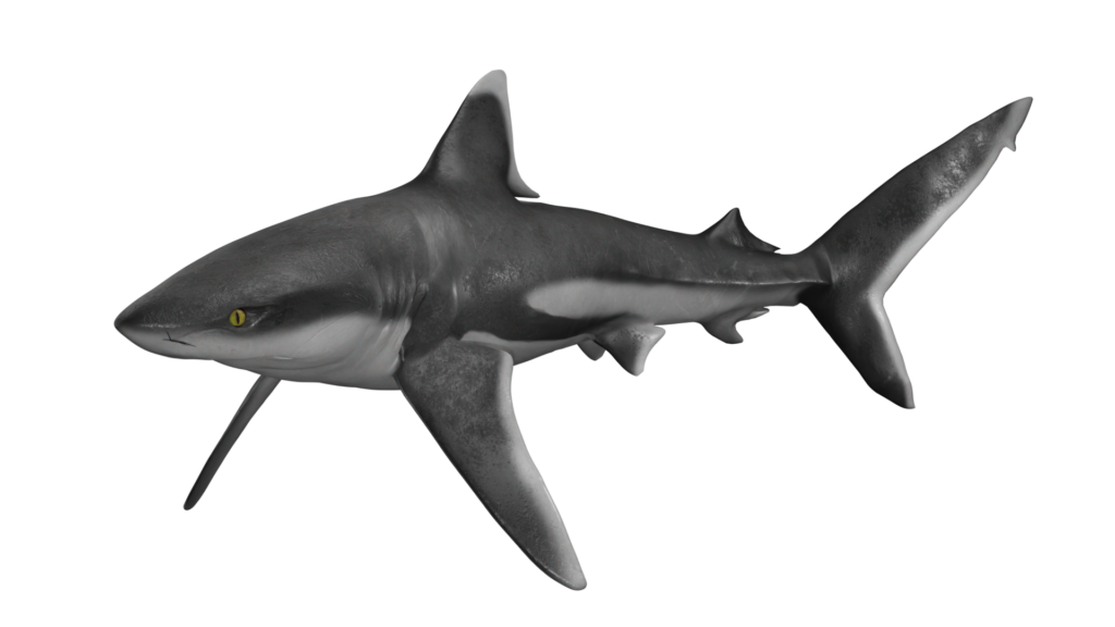 Carcharhinus Albimarginatus Créditos: CIAHN Atacama