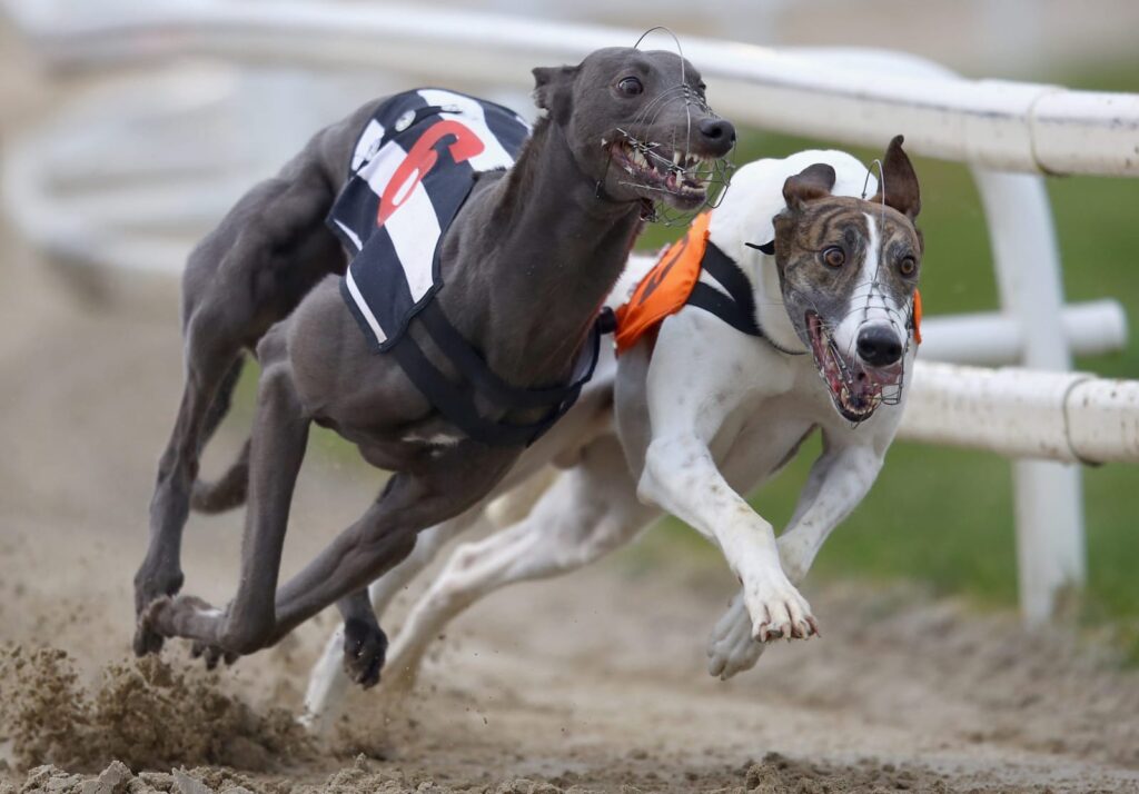 Galgos. Créditos: Galgo Libre