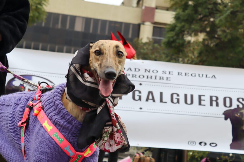 Galgos. Créditos: Galgo Libre