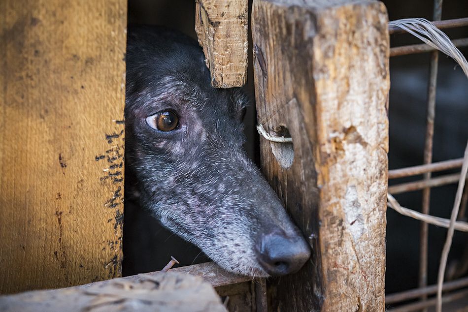 Se prohíben las carreras de galgos: tras años de debate, la Cámara de Diputadas y Diputados aprobó el proyecto para frenarlas en Chile