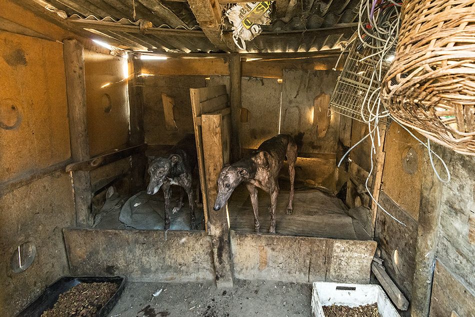 Galgos. Créditos: Galgos Chile