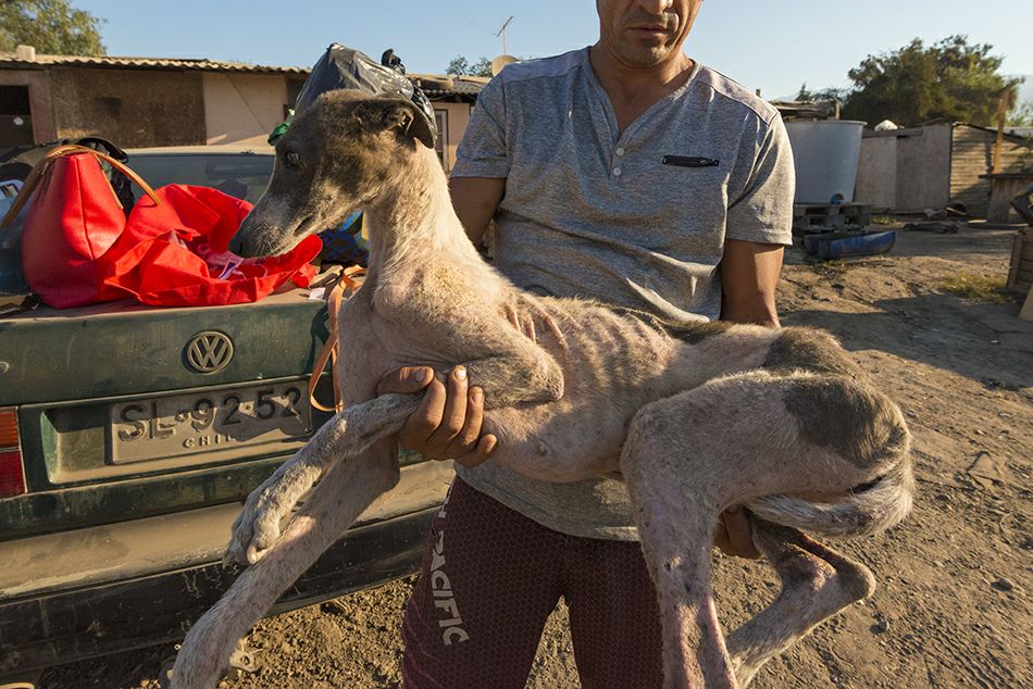Galgos. Créditos: Galgos Chile